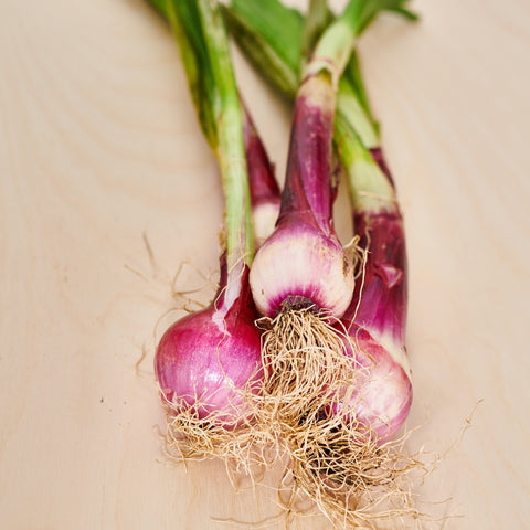 Tropea Onions