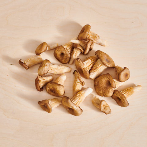 King Oyster Mushrooms